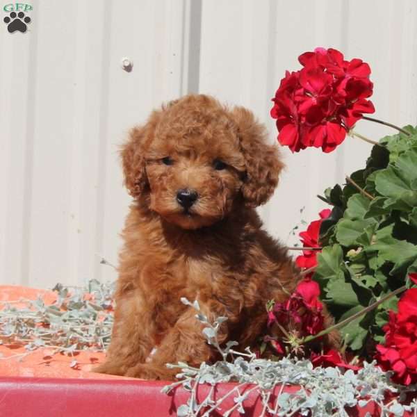 Mickey, Toy Poodle Puppy